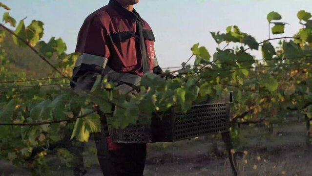 Worker in the grape fields carries a crate of grap