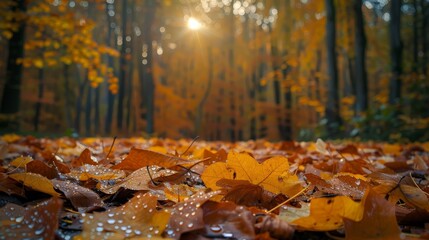 A forest with a lot of leaves on the ground. The leaves are wet and shiny. The sun is shining through the trees
