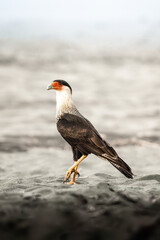 crested caracara bird of prey in Costa Rica