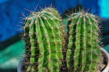 two cacti close-up. blurred background.