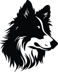 Fototapeta premium Shetland Sheepdog portrait