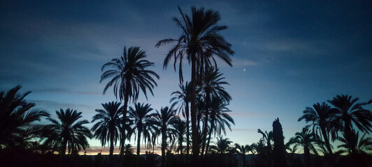 Fototapeta premium Camping amidst palm trees in the village Dechra Hamra, the town of El Kantara at sunrise. Biskra. Algeria