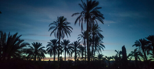 Camping amidst palm trees in the village Dechra Hamra, the town of El Kantara at sunrise. Biskra. Algeria