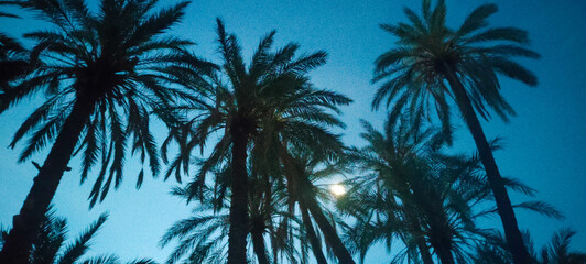 Camping amidst palm trees in the village Dechra Hamra, the town of El Kantara at sunrise. Biskra....