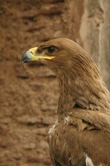 portrait of a eagle