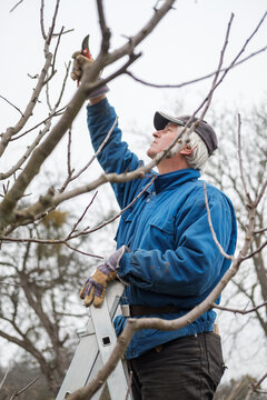 Older man on a ladder reaching up to prune a tree