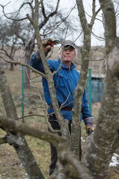 Mid-50s white man with silver hair trimming a tree