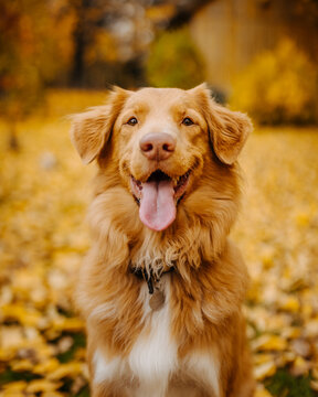 Nova Scotia Duck Tolling Retriever in front of autumn colors happy