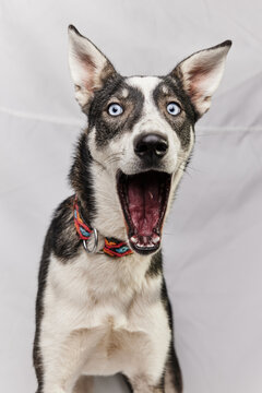 shocked yawning surprised alaskan husky dog infront of a white