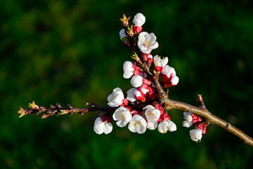 kwitnąca morela, Kwiaty na moreli w ogrodzie wiosną, kwiaty na gałązce moreli wiosną, Prunus armeniaca, blooming apricot, Flowers on apricot in the garden in spring, flowers on apricot twig in spring
