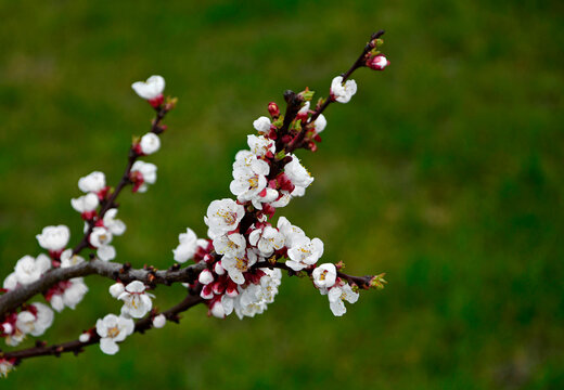 kwitnąca morela, Kwiaty na moreli w ogrodzie wiosną, kwiaty na gałązce moreli wiosną, Prunus armeniaca, blooming apricot, Flowers on apricot in the garden in spring, flowers on apricot twig in spring
