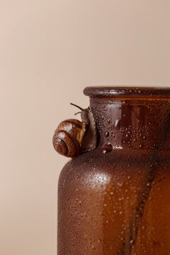 A snail explores a dew-covered terracotta vase