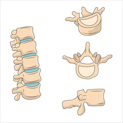 Lumbar vertebrae anatomy