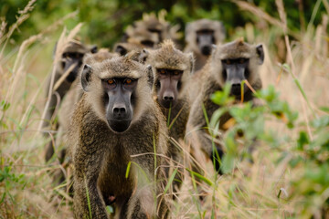 A group of baboons walking through tall grass