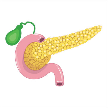 pancreas, spleen and gall bladder anatomy 