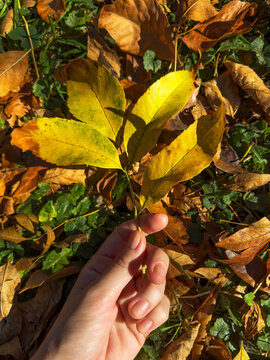 Yellow autumn leaf in hand and fallen leaves background