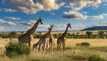 Fotobehang 野生のキリンのイメージ素材。キリンの群れ。Image material of wild giraffe. A herd of giraffes. © seven sheep