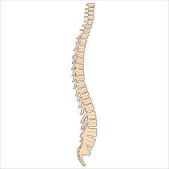 vertebral column anatomy