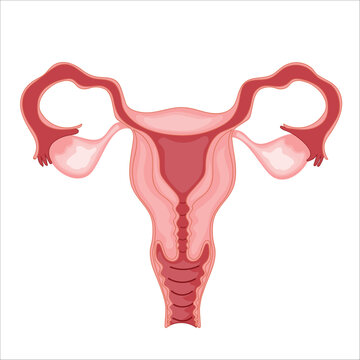 Female reproductive system