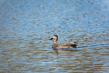An adult male gadwall (Anas strepera) on the blue surface of the lake - 770976193