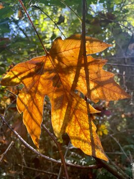 Maple leaf in autumn
