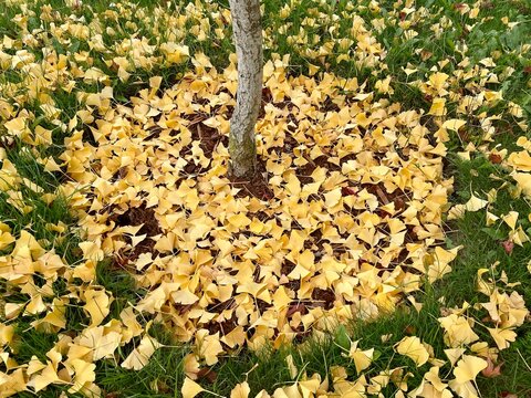 Gingko leaves in autumn
