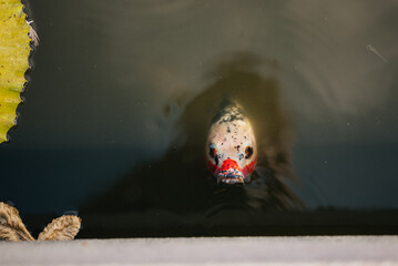 Koi Fish Emerges in Tranquil Pond