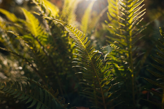 fern leaves close-up