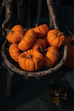 pumpkins on the dish, halloween decoration in the garden