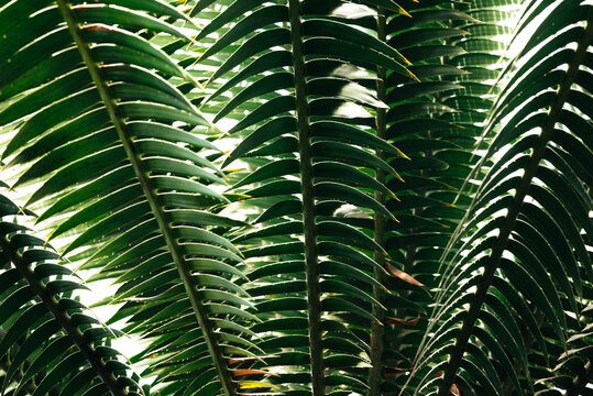 sharp palm leaves close-up