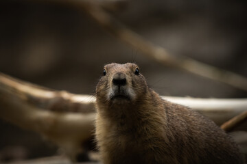 prairie dog looking at you