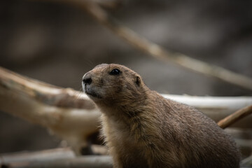 prairie dog portrat