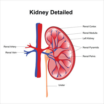 kidney illustration 