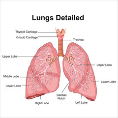 lungs and alveoli anatomy vector