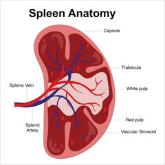 spleen anatomy - obrazy, fototapety, plakaty