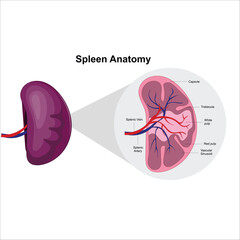 spleen anatomy