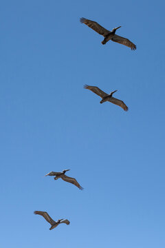 Pelicans flying in formation