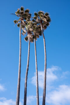 Palm Trees in a windy sunny day