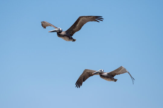 Two pelicans flying