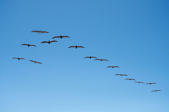 Pelicans flying in formation