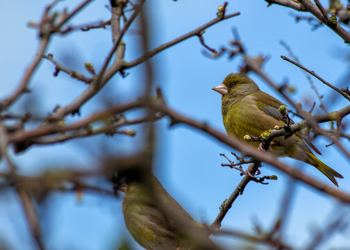 European Greenfinch (Carduelis chloris) - Found throughout Europe and parts of Asia