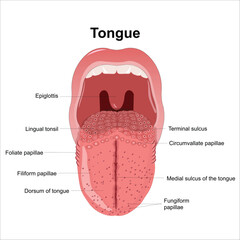 Tongue illustration