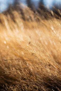Field Of Golden Prairie Grass