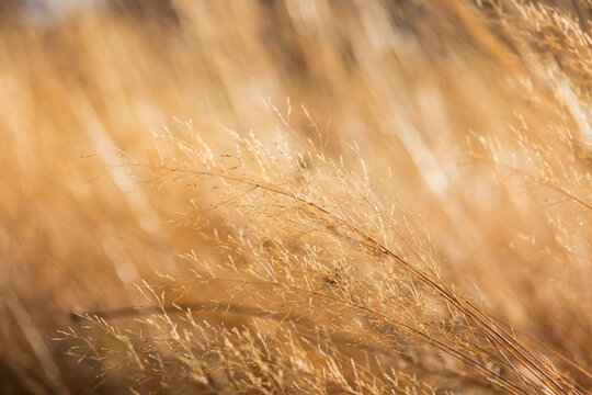 Close-up of grass in the prairie