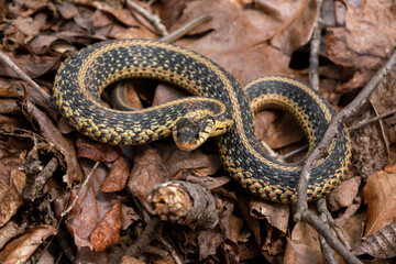 snake in the leaves in woods