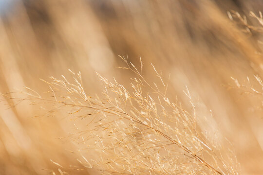 Close-up of prairie grass