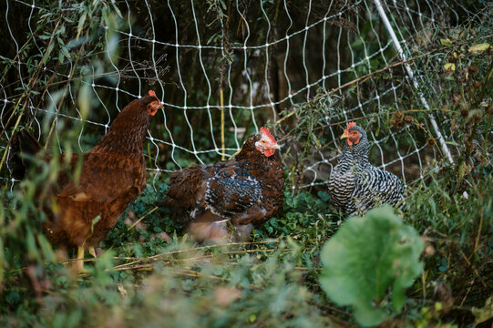 three chickens sitting in yard