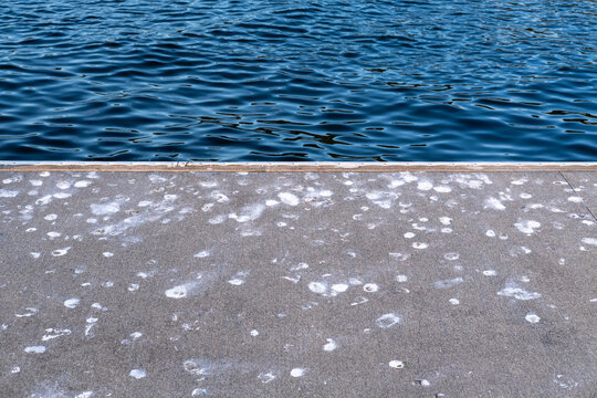 Bird poop on marina dock