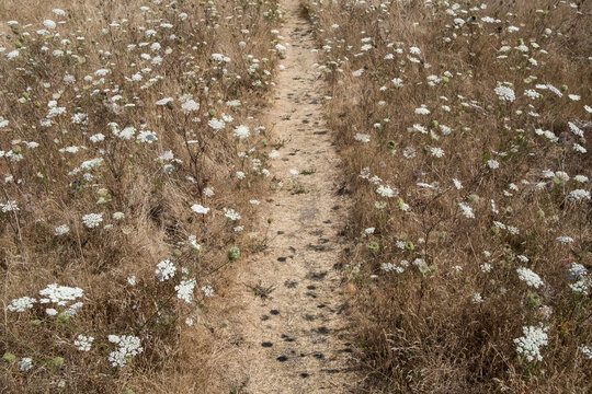 Hiking trail through meadow of dry grasses and wildflowers