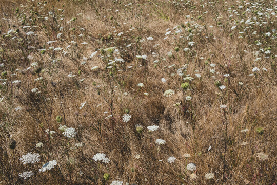 Field of dry grasses and wildflowers